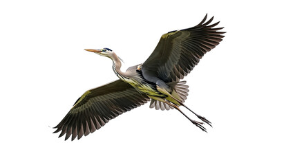 Fototapeta premium Great Blue Heron in Flight with Wings Spread Wide isolated on transparent background, png