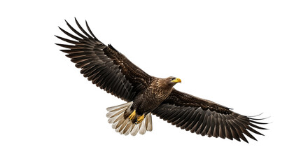 Fototapeta premium A White Tailed Eagle in Flight with Wings Spread Wide isolated on transparent background, png