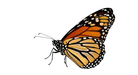 Fototapeta premium Monarch Butterfly Detailed Close Up Side View isolated on transparent background, png