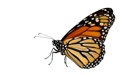 Monarch Butterfly Detailed Close Up Side View isolated on transparent background, png