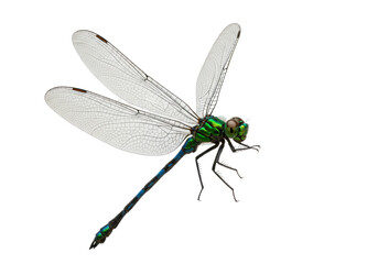 Isolated Emerald Dragonfly, Insect with Green Metallic Body and Blue Tail on a Plain Backdrop