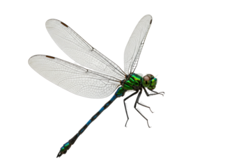 Isolated Emerald Dragonfly, Insect with Green Metallic Body and Blue Tail on a Plain Backdrop