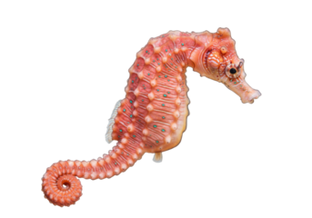 Isolated seahorse portrait, marine fish with a curly tail, coral red coloration, underwater life