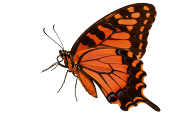 Isolated orange and black butterfly with open wings and delicate antennae against neutral space