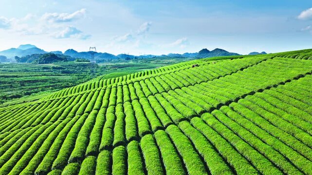 Aerial shot of the beautiful green tea plantation covering the hills with mountain natural landscape in summer
