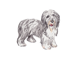 Cute fluffy dog in grey and white tones painted in watercolor style. Great for pet designs, stickers, greeting cards, and playful animal artwork.