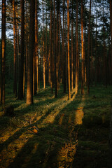 Sunlight Filtering Through Tall Forest Pines at Sunset