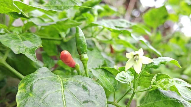 Green chili flowers on a tree in an organic garden in a rural home.