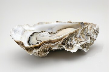 Close up of a freshly opened oyster shell revealing its delicate interior on a clean white background