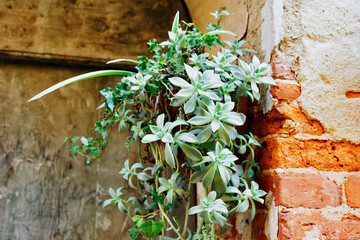 Plant  of leatherpetal - succulent gratopetalum