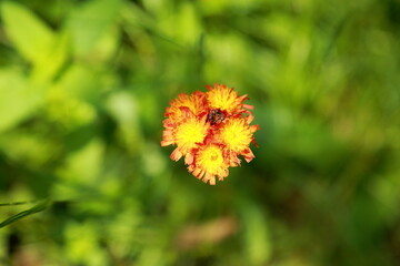 Orange hawkweed wildflower in summer light