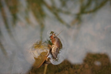 a mole cricket insect eaten by a rice field snail
