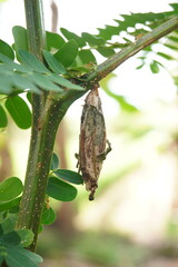 a cocoon hanging from a tree trunk