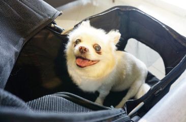 White Chihuahua dog in dog stroller