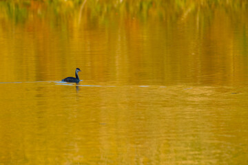 Serene autumn scene with great crested grebe gliding through golden water