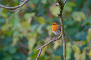 Robin perching on a tree branch