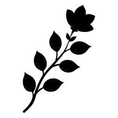 flannel actinotus helianth silhouette on white