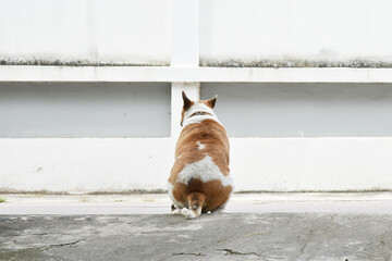 Back of dog sitting at street and looking out