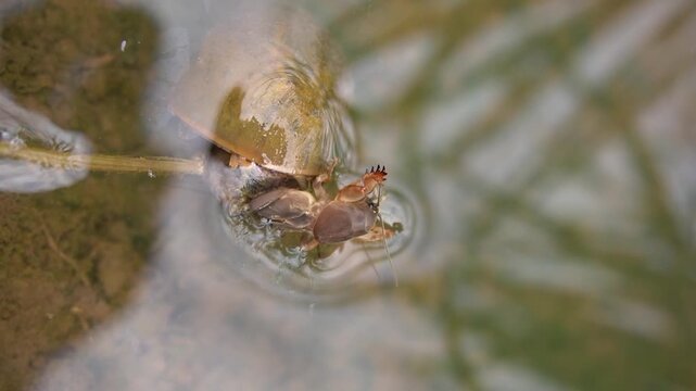 a mole cricket insect eaten by a rice field snail