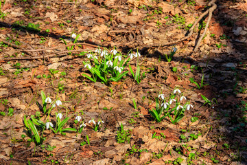 White snowdrop flowers (Galanthus nivalis) in a spring forest