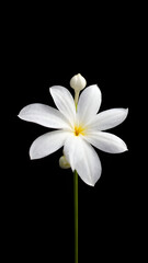 Fototapeta premium The Fragrant Empress: Melati Flower, Melati Blossom: A Timeless Beauty, Whispers of White: The Melati Flower, Star of the Night: Melati's Enchanting Bloom