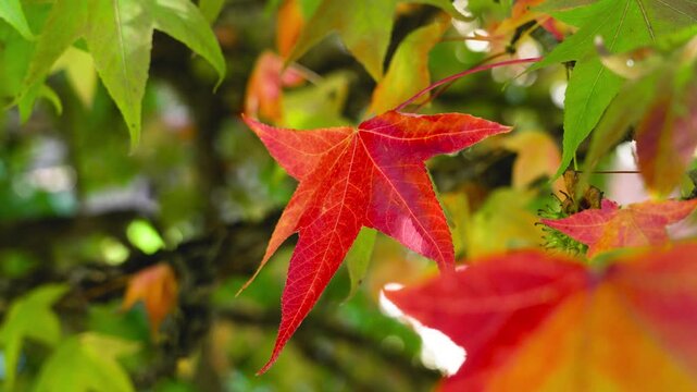 Red autumn leaf of liquidambar tree with hanging thorny round seasonal fruits growing on branch in natural park