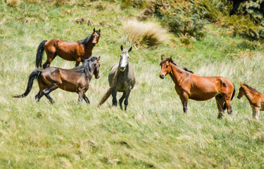 A herd of Kaimanawa horses among golden tussocks. Kaimanawa Range. New Zealand.