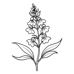 angelonia flower line art on white background