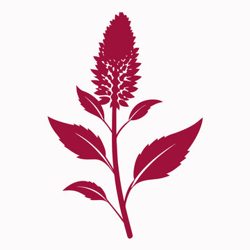 amaranthus flower with branch on white background