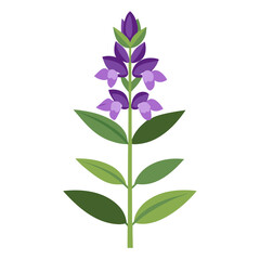 beardtongue flower on white background