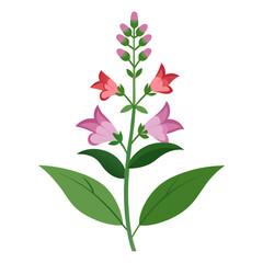 beardtongue flower on white background