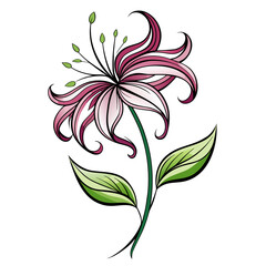 vector illustration of gloriosa lily flower line art