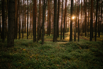 Sunlight Filtering Through Forest Trees at Dawn