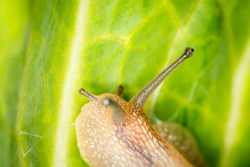 Close up of a Snail slithering along a cabbage leaf