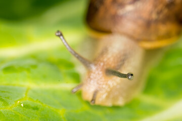 Close up of a Snail slithering along a cabbage leaf