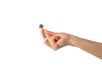 Small chocolate chip cookies in hand on transparent background