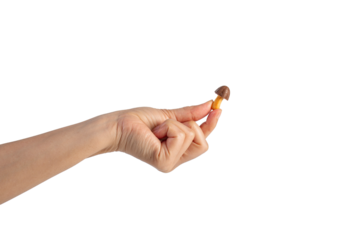 Small chocolate chip cookies in hand on transparent background