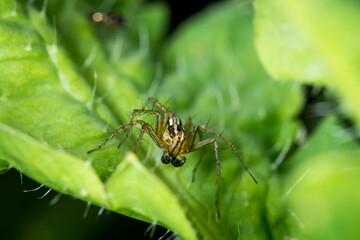 Close up of an Oxyopes salticus, a species of lynx spider, commonly known as the striped lynx spider