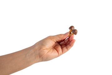 Small chocolate chip cookies in hand on transparent background
