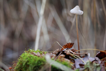 Macro Photography Of A Single Small Mushroom Standing Tall In A Bed Of Moss. The Image Captures The Fragility Of The Forest Microcosm.