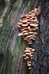 A Vertical Cluster Of Wood Decay Fungi Attached To An Old Tree Trunk. Detailed View Of The Caps And Gills Of Wild Forest Mushrooms.