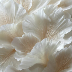 elegant collection of soft white flower petals isolated on with white background(2)