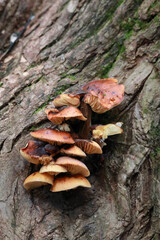 A Dense Group Of Wild Fungi Sprouting From A Tree Trunk. The Image Highlights The Texture Of The Caps And The Roughness Of The Wood.