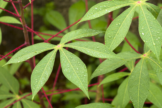 Remaining rainwater stuck to cassava leaves in the morning with a background of red cassava leaf stems.