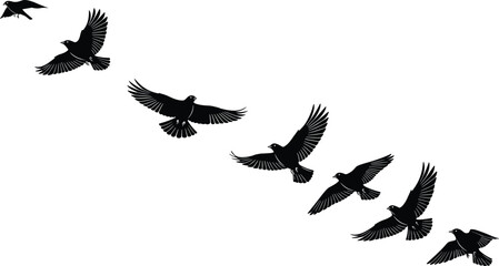 Flying bird silhouette sequence, flock in motion with spread wings, detailed black vector illustration for nature, wildlife, freedom, and flight design