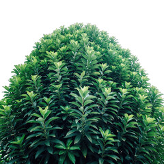 A lush green dense bush with vibrant leaves against a stark black background showcasing intricate textures and patterns of foliage