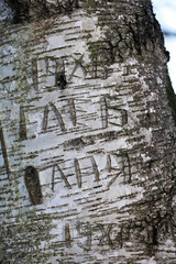 Close Up Detail Of Rough Tree Bark With Knives Carvings And Vandalism. The Textural Surface Shows The History Of Human Interaction With Nature.