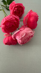 A sprig of pink roses lies on a textured, soft olive-gray surface. Romantic composition with crimson red flowers. Elegant background with copy space  for social networks, greeting cards, and packaging