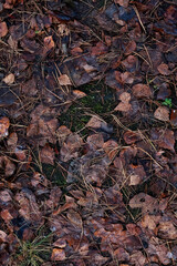 Top View Of Damp Brown Foliage And Green Pine Needles Creating A Natural Autumn Forest Floor Pattern. This Detailed Texture Represents The Change Of Seasons And Natural Decay.