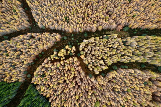 Aerial view of autumnal hues paint the dense forest canopy in shades of gold and green, as seen from high above, Kingussie, Scotland, United Kingdom.